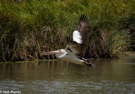 Pelican | Backcountry Gallery Photography Forums