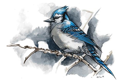 Winter Blue Jay, ink & watercolour, 10x14" : r/Art