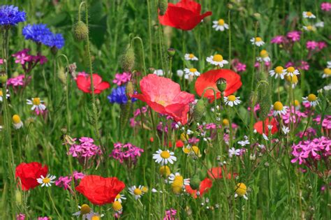 LiveMoor Wild Flower Meadow Seeds - Help Save the UK Bee Population