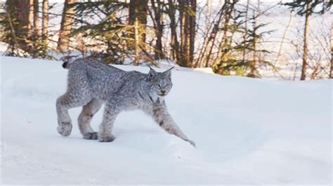 Canadian Lynx In Snow