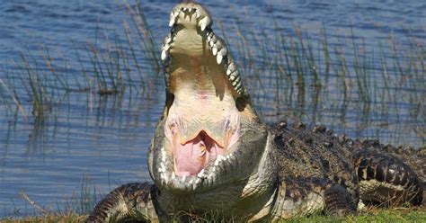 Wildlife Photographer Finds 'Croczilla,' Largest Croc in the Florida Everglades | PetaPixel