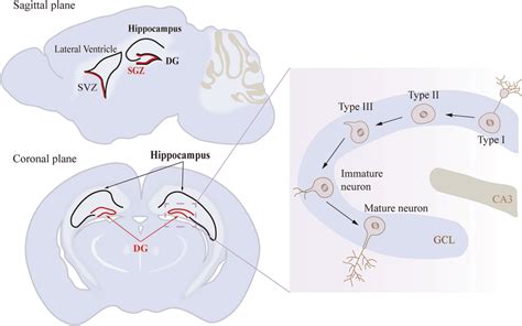 The position and origin of adult neurogenesis in the mouse brain ...