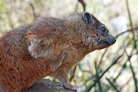 Hyrax Walking Photograph by Sally Weigand - Pixels