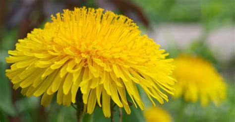 Tiny Yellow Flowers In Grass | Best Flower Site