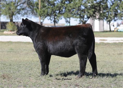 Lautner Farms: Duncan Livestock Show Cattle Online Sale - November 1