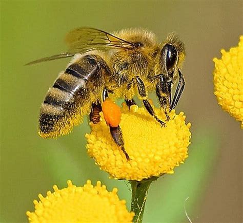 Honey Bee Pollination - Carolina Honeybees | Bee, Bee pictures, Honey ...