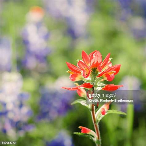 157 Bluebonnets And Indian Paintbrushes Stock Photos, High-Res Pictures ...