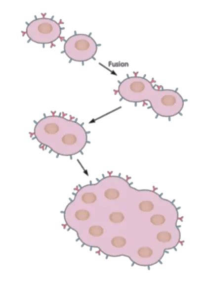 Cytopathic effect (CPE) of Viruses: Types with Examples • Microbe Online