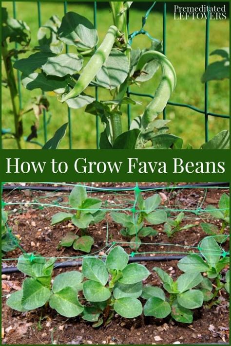 This guide on how to grow fava beans includes everything you need to ...