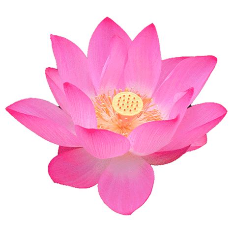 for iOS & Android | GIPHY | Lotus flower pictures, Flower png images, Flower art painting