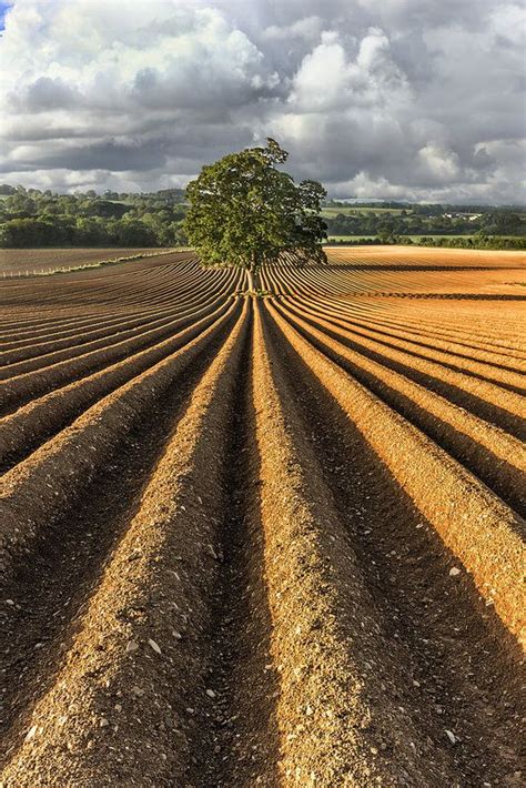 a tree in the middle of a plowed field with cloudy skies above and trees on either side