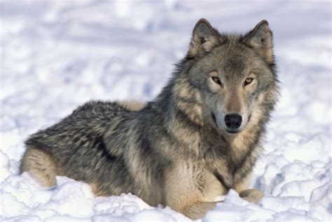 Wolf protection in the Northern Rocky Mountains | Tampa | Creative ...