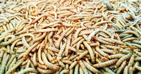 MENGENAL ULAT HONGKONG (MEALWORM) SERTA RAGAM PEMANFAATANNYA OLEH ...