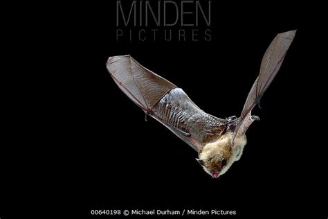 Yuma Myotis stock photo - Minden Pictures