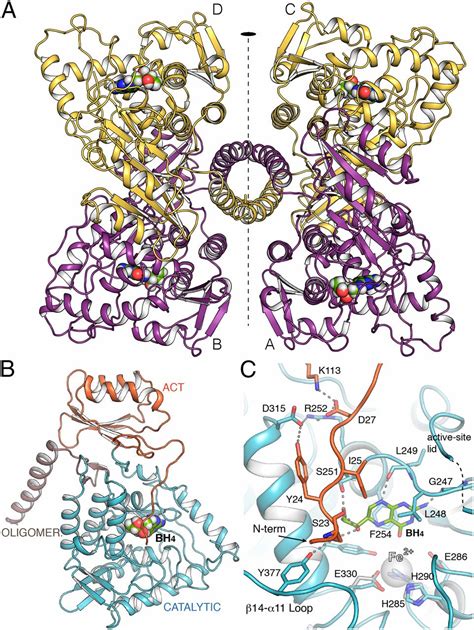 Phenylalanine Hydroxylase Structure