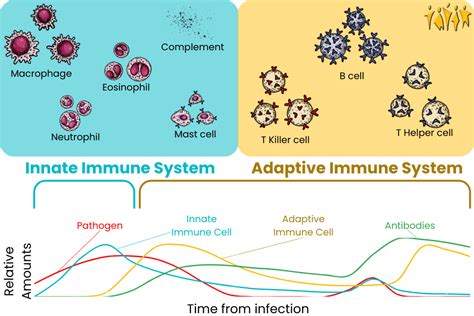 Mechanisms and Side Effects of Immunosuppressants - ENCORE Research Group