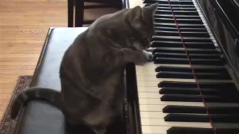 Peguero blog: cat playing piano