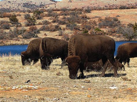 Wichita Mountains Buffalo Herd – Lawton, Oklahoma - Atlas Obscura