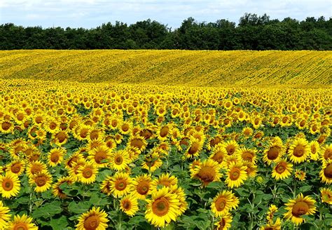 HD wallpaper: It's Sunflowers, nice, lovely, nature and landscapes | Wallpaper Flare