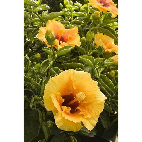 Monrovia Orange Cherie Hibiscus Flowering Shrub in Pot (With Soil) at Lowes.com