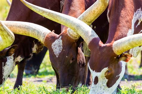 The Texas Longhorn is a breed of cattle known for its characteristic horns, which can extend to ...