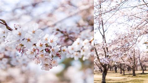 Cherry Blossom Guide - Misawa City, Aomori