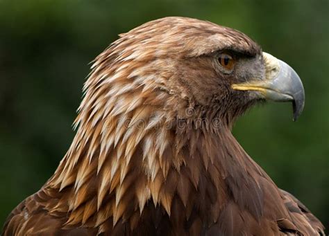 Golden Eagle stock image. Image of warning, conservation - 7305307