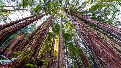 What is the world's tallest tree? | Live Science