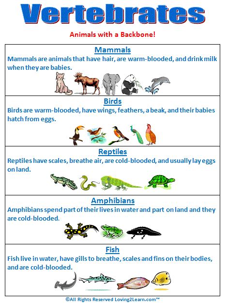 Super Subjects - Super Science - Life Science - Kingdoms - Vertebrates Chart