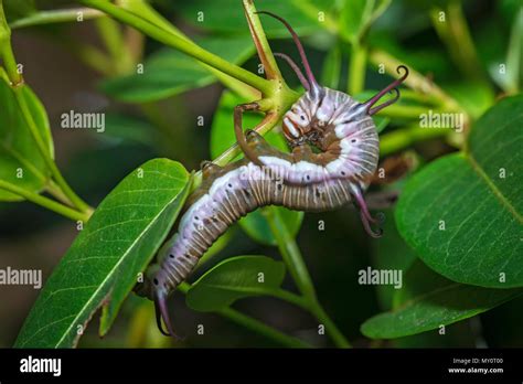 Common Crow Butterfly Caterpillar Stock Photo - Alamy