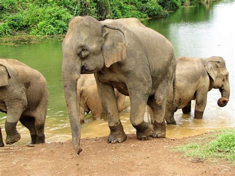 A World Away: Elephant Conservation Center: Rush to Save a National Icon