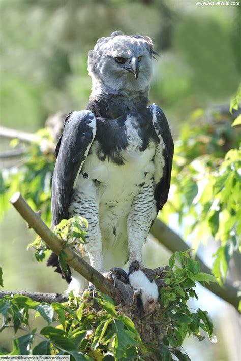 Harpy Eagle Facts, Information & Pictures From Active Wild | Rainforest ...