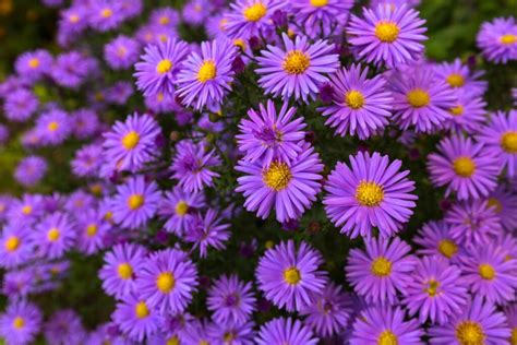 Asters: how to grow, prune & propagate - Plantura