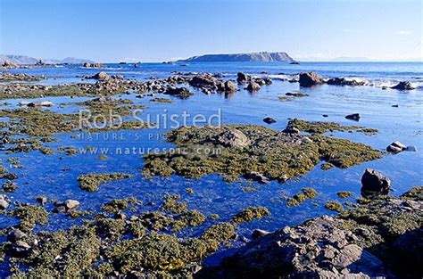 Mana Island beyond coastal rock pools and seaweed on coast near ...