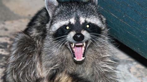 Deaths of 'zombie' raccoons continue in Central Park | Fox News