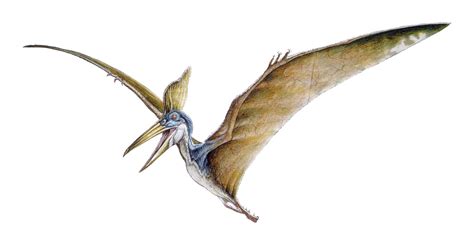 Pteranodon Drawing at GetDrawings | Free download