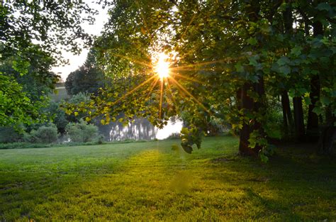 Golden sun rays at dawn. | Nature photography, Nature, Golden sun