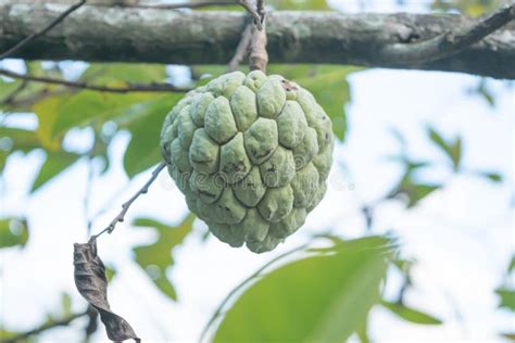 Custard apple on tree stock photo. Image of fresh, green - 62528642