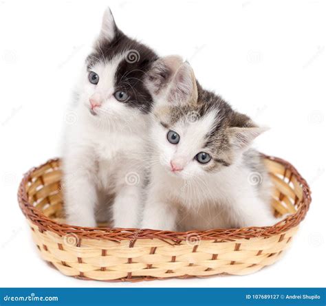 Two Kittens in a Basket on a White Background Stock Image - Image of isolated, tabby: 107689127