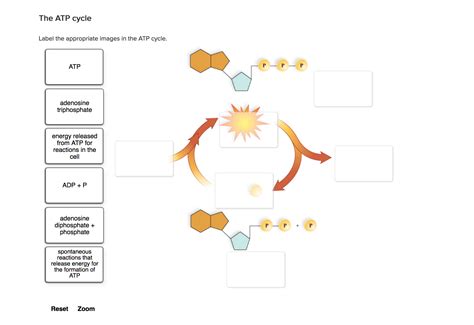 Solved Label the appropriate images in the ATP cycle. | Chegg.com