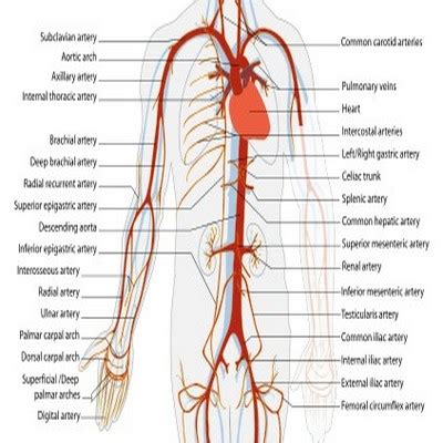 Pembuluh Darah Arteri ~ Sains Kitabullah