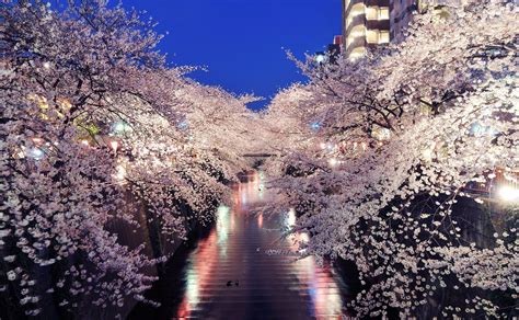 hanami night in Japan | Hanami, Sakura cherry blossom, Cherry blossom