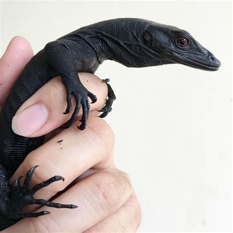 Black Dragon Lampung Lizard Reptiles Pet, Cute Reptiles,, 57% OFF