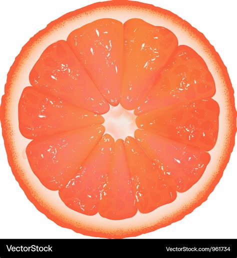 Grapefruit slice Royalty Free Vector Image - VectorStock