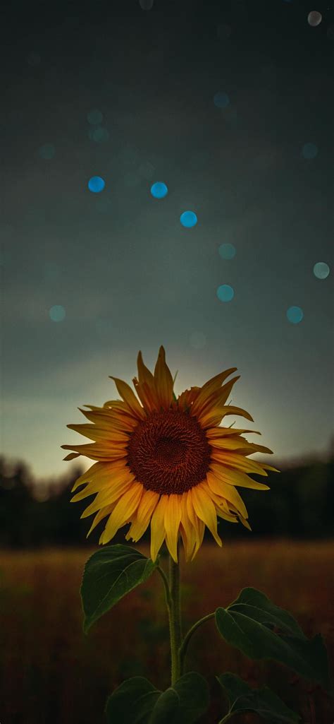 sunflower during golden hour iPhone SE Wallpapers Free Download