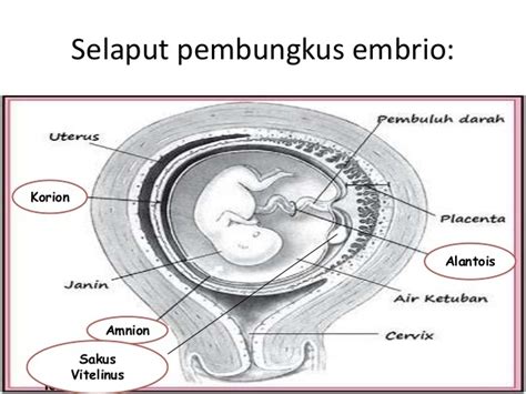 Selaput Pembungkus Embrio Didalam Rahim