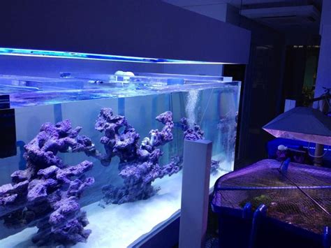 Aquascaping Rocks For Saltwater Aquarium - Aquascape Ideas