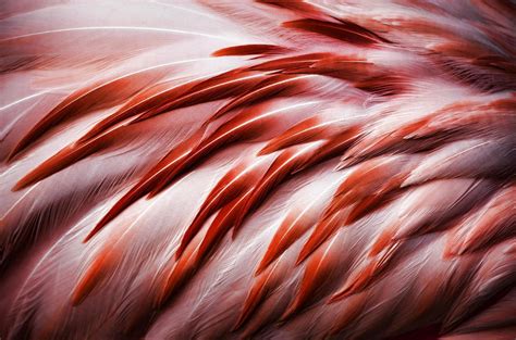 Feathers Wallpapers - Wallpaper Cave