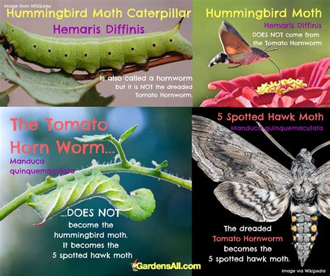 Hummingbird moth caterpillar hemaris diffinis facts and myths – Artofit