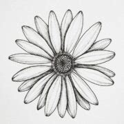 Daisy Flower Drawing Picture - Drawing Skill